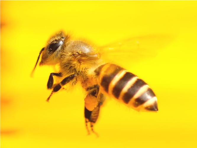 Un'ape bottinatrice in volo