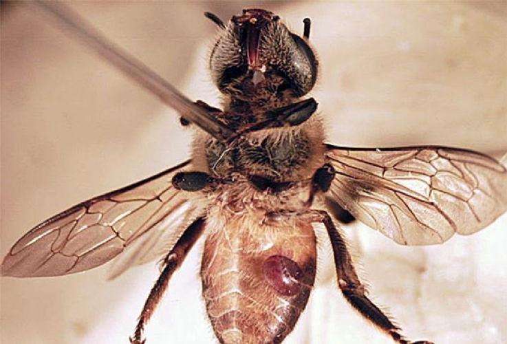 Un'ape operaia in collezione entomologica con un esemplare di Varroa sull'addome