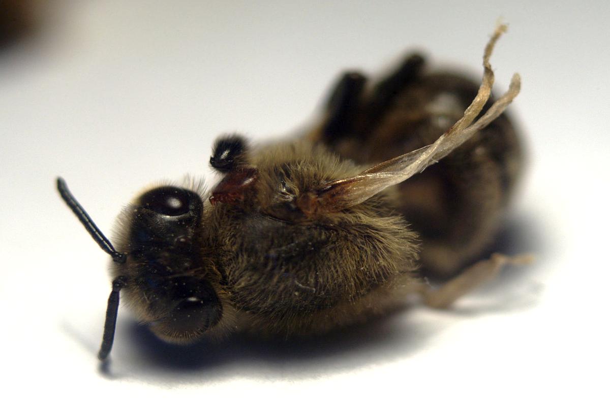 Un'ape operaia morta con evidenti sintomi di Dwv che hanno portato alla deformazione completa delle ali