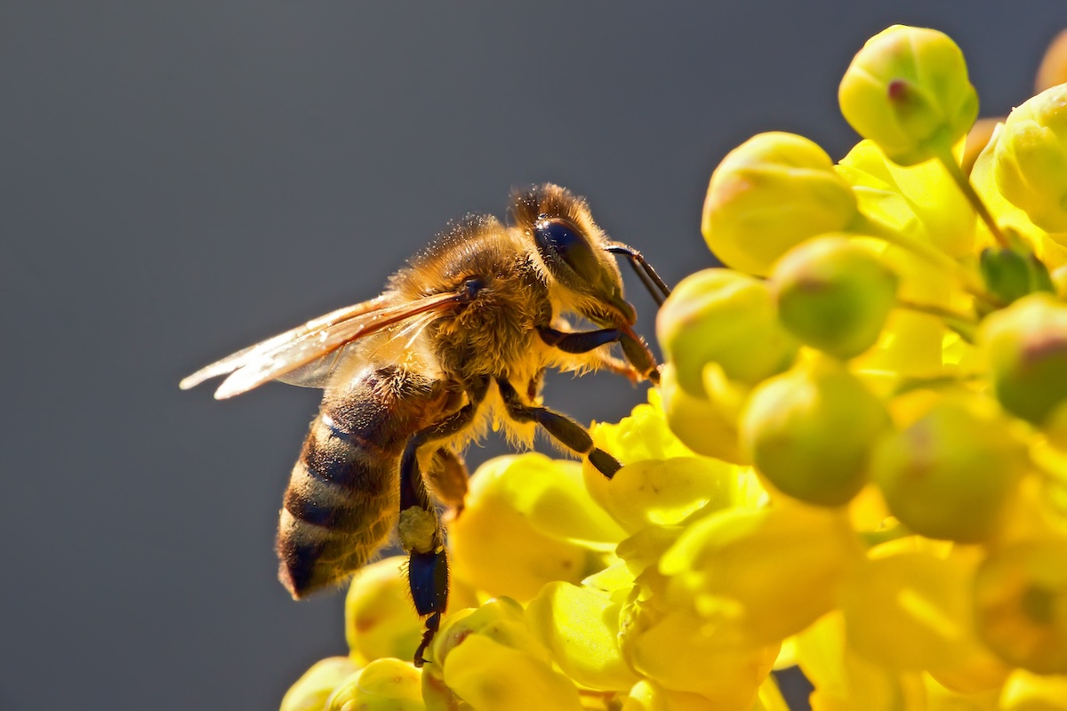 Il nuovo regolamento sull'etichettatura dei prodotti fitosanitari prevederà anche nuovi simboli di pericolo, tra cui quello relativo alla tossicità per le api (Foto di archivio)