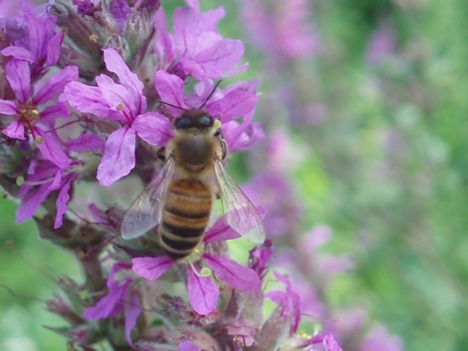 Un'ape bottinatrice su un'infiorescenza di salcerella