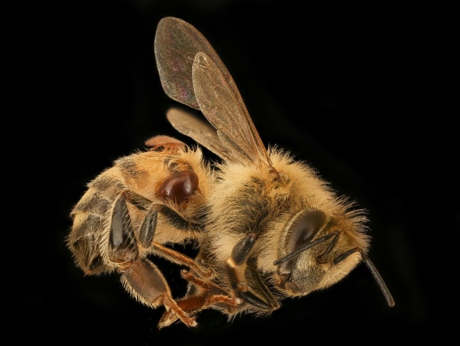 ape-varroa-by-usgs-bee-inventory-and-monitoring-lab-wikipedia-jpg