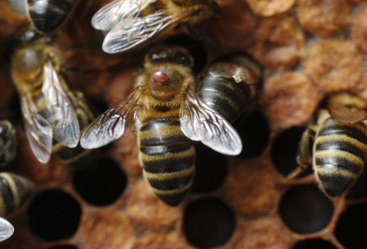 Un'ape operaia con un acaro di varroa sul torace. L'acaro causa anche ferite sul corpo dell'ape 