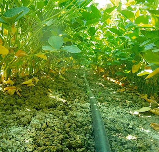 Sistema di irrigazione a goccia per la soia Netafim