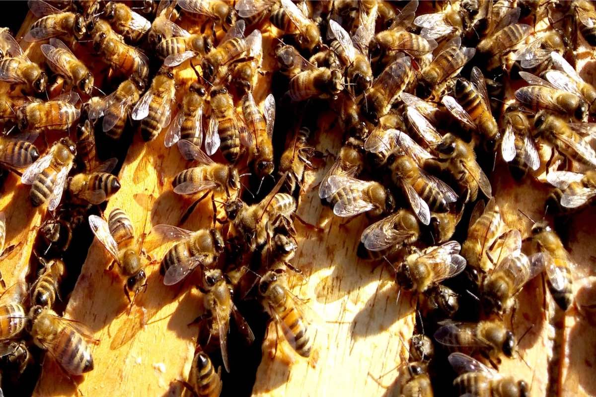 Il bando per l'apicoltura in Abruzzo