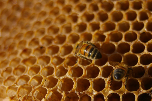 Neonicotinoidi e api, nuova sospensione di sette mesi
