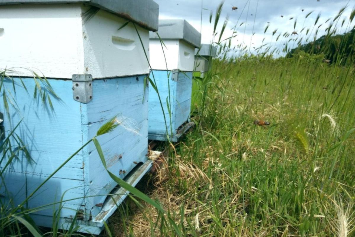 Lazio, bando per l'apicoltura