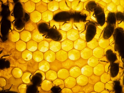 La varroa è il principale nemico delle api