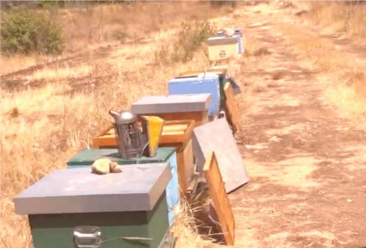 Un apiario semi spopolato nella campagna siciliana segnata dal caldo e dalla siccità