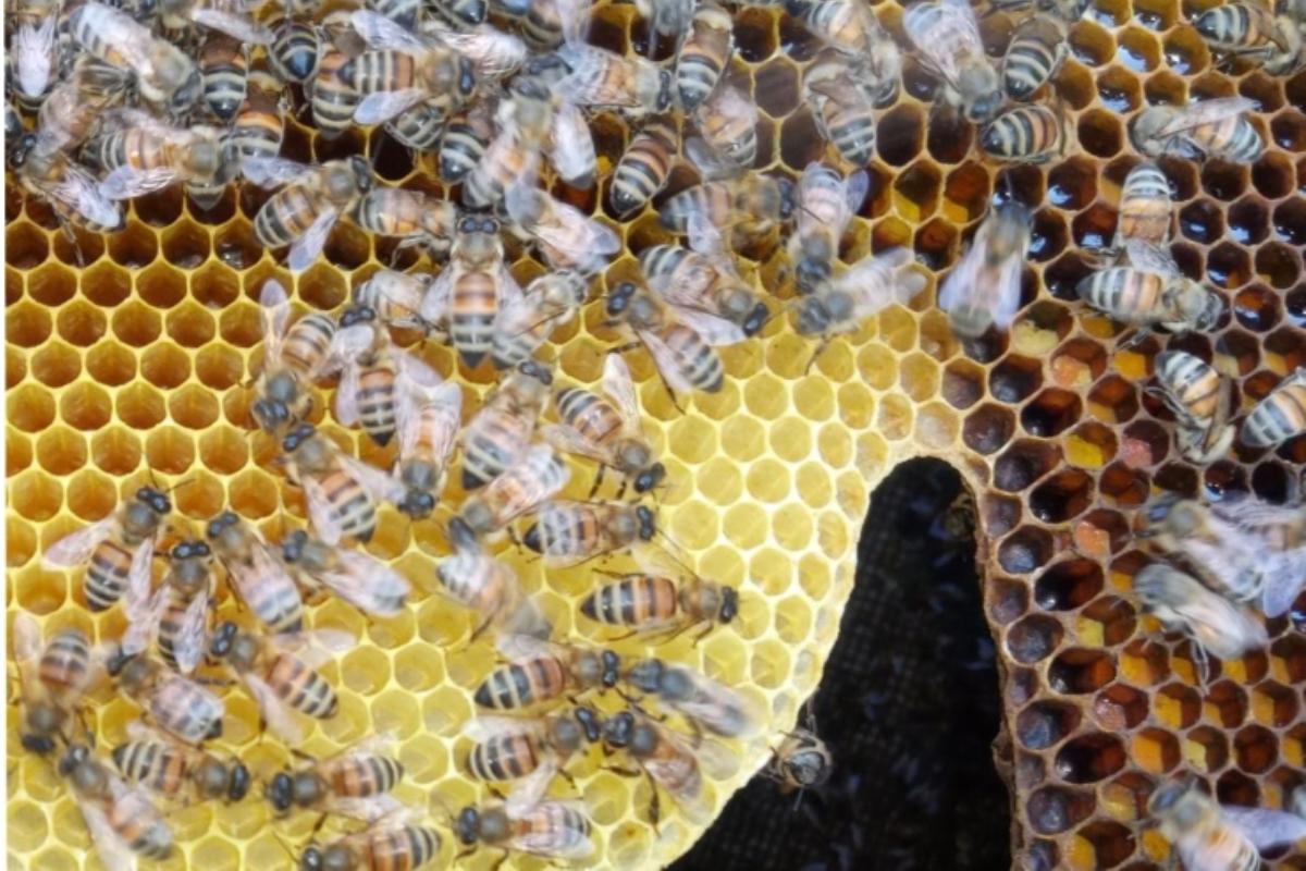 Evento sugli aggiornamenti in apicoltura