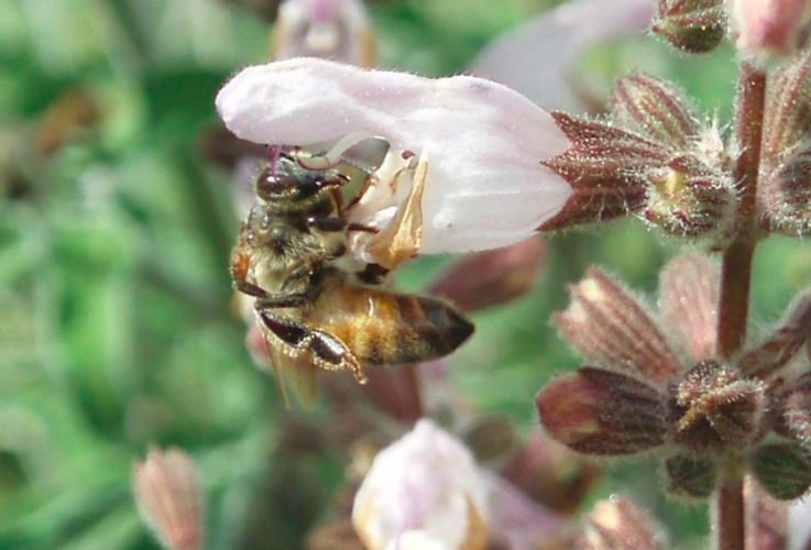 api-apicoltura-by-matteo-giusti-agronotizie-jpg.jpg