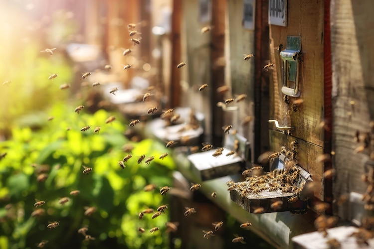 api-apicoltura-by-photografiero-fotolia-750