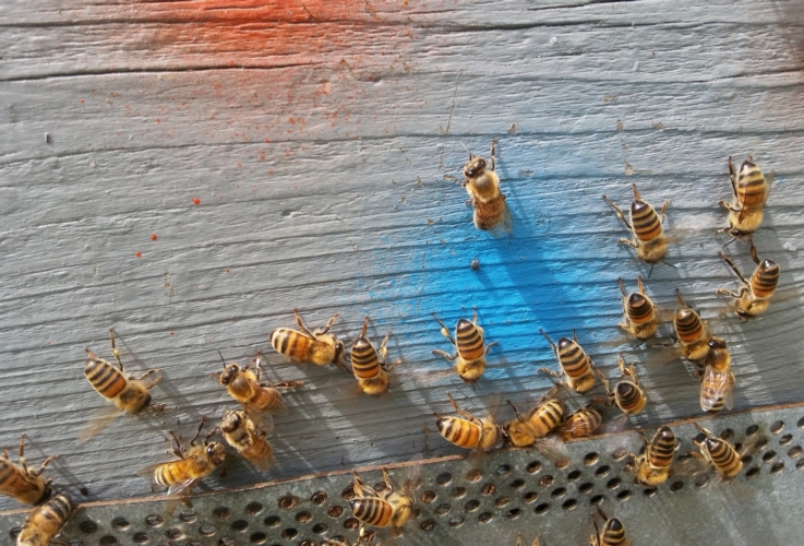api-arnia-apicoltura-by-matteo-giusti-agronotizie-jpg