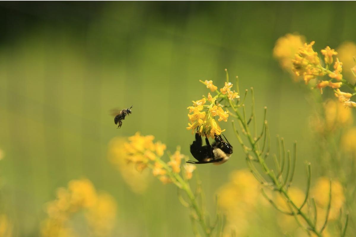 Un'ape da miele e un bombo in bottinamento (Foto di archivio)