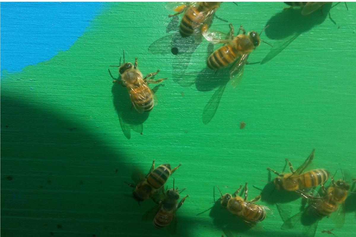 Api da miele, il Crea sta monitorando la diffusione di due parassiti di recente scoperta