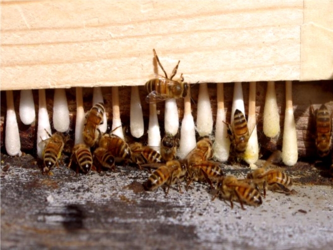 Il dispositivo sperimentale installato davanti all'entrata dell'arnia per raccogliere il particolato sul corpo delle api