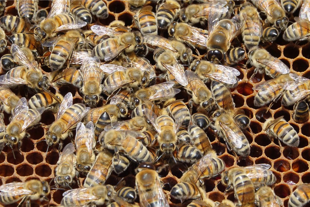 Api da miele su un favo (Foto di archivio)
