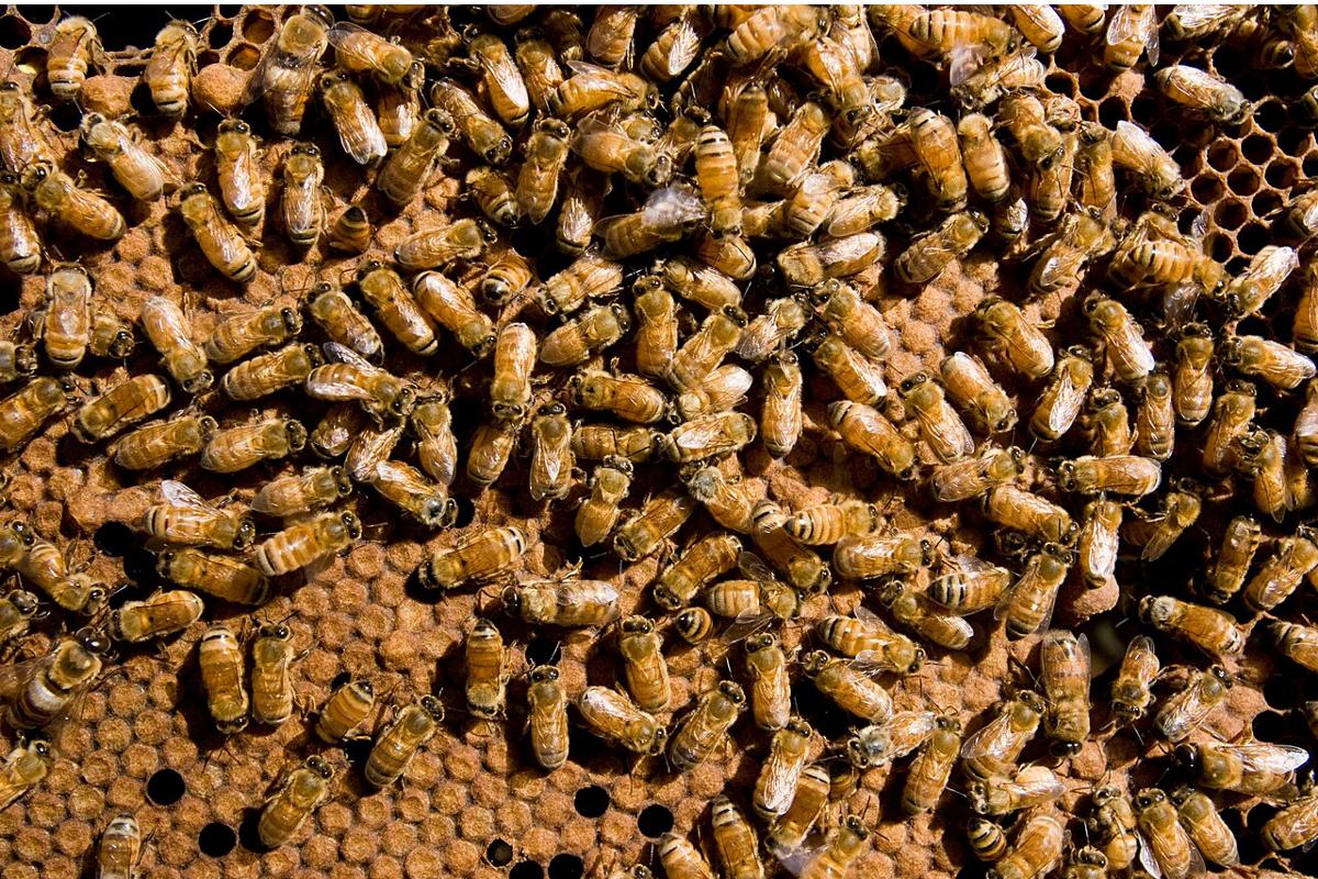 Apicoltura, in Campania il bando per i contributi alle associazioni (Foto di archivio)