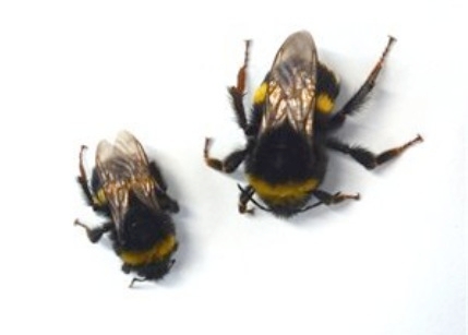 L'esposizione prolungata ai piretroidi riduce la dimensione delle api