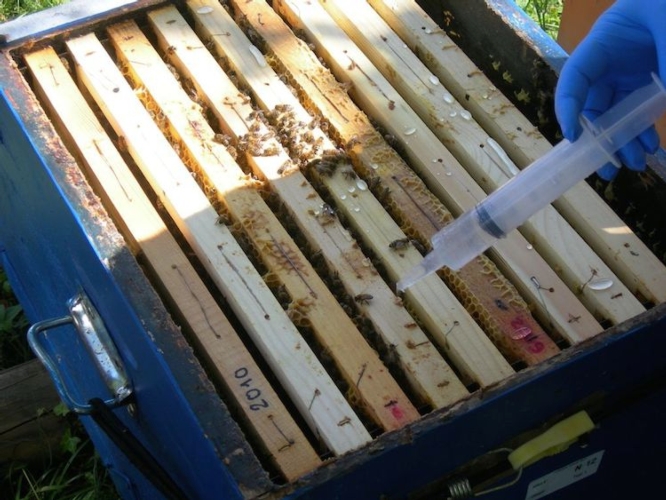 Lotta alla Varroa delle api: sperimentazione somministrazione di acido ossalico (ASpibioxal) gocciolato