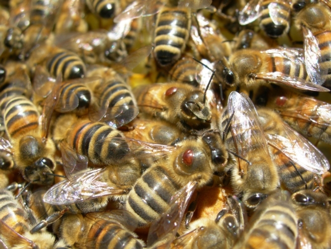 Un gruppo di api operaie, dove si vedono anche due esemplari di varroa, il temibile acaro che piaga l'apicoltura mondiale
