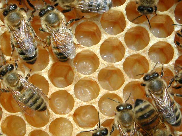 L'aumento della temperatura del pianeta incide negativamente sulla salute delle api