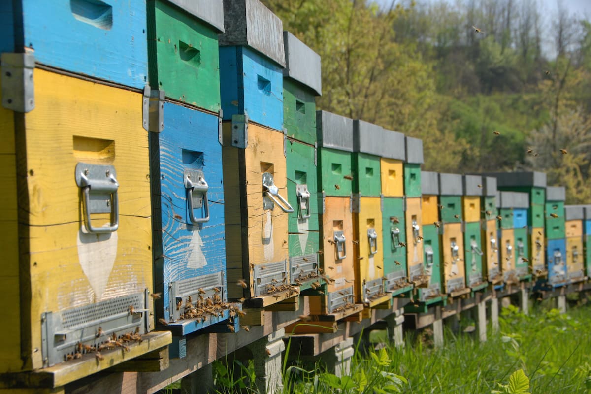 In Abruzzo è aperto il bando per gli impegni in apicoltura