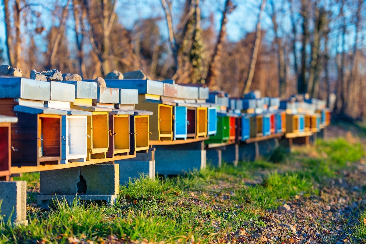 Apicoltura, in Abruzzo un bando per risarcire in parte le perdite dovute alla pandemia (Foto di archivio)