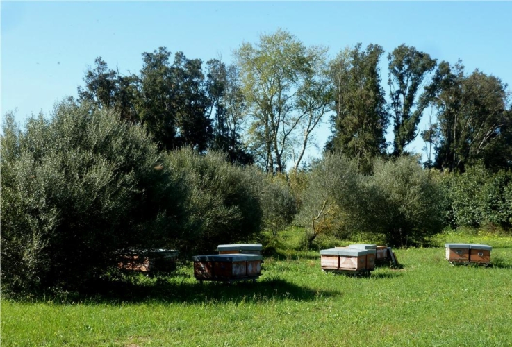 Un apiario in Sardegna, dove nei giorni scorsi si è insediata la Commissione Apistica Regionale