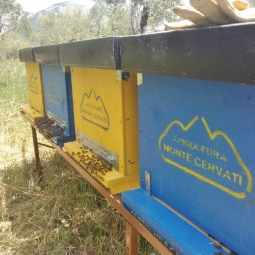 Le arnie della Coop Cervati: utilizzate anche per migrare e favorire la formazione di miele monofloreale