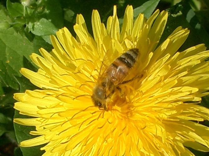 Api, agrofarmaci e pratiche degli apicoltori: la parola all'esperto