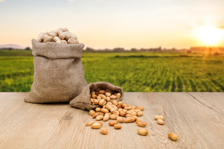 La carenza di prodotti autorizzati per la difesa dell'arachide ha costretto le autorità italiane ad avallare il possibile rilascio di autorizzazioni in deroga per emergenza fitosanitaria
