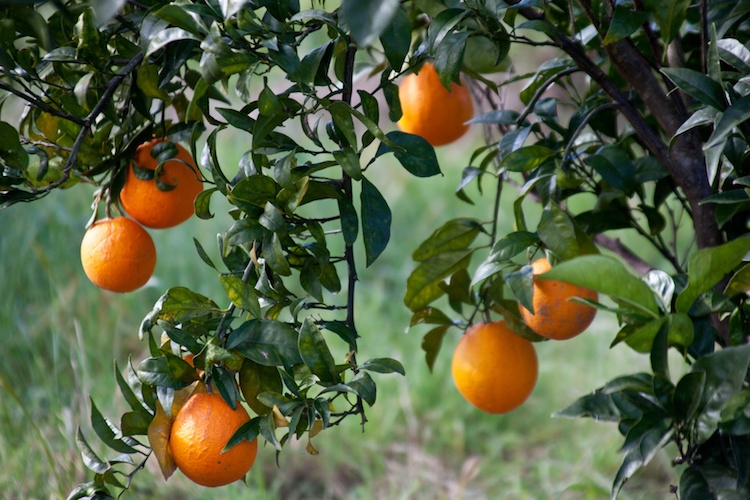 arance-arancia-agrumi-by-giuly-blanchet-fotolia-750