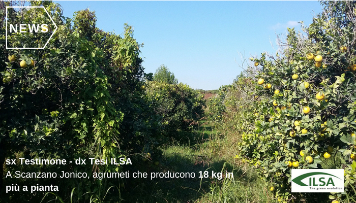 Con il mix di Ilsa gli aranceti di Scanzano Jonico (Mt) hanno prodotto 18 kg in più in media a pianta 