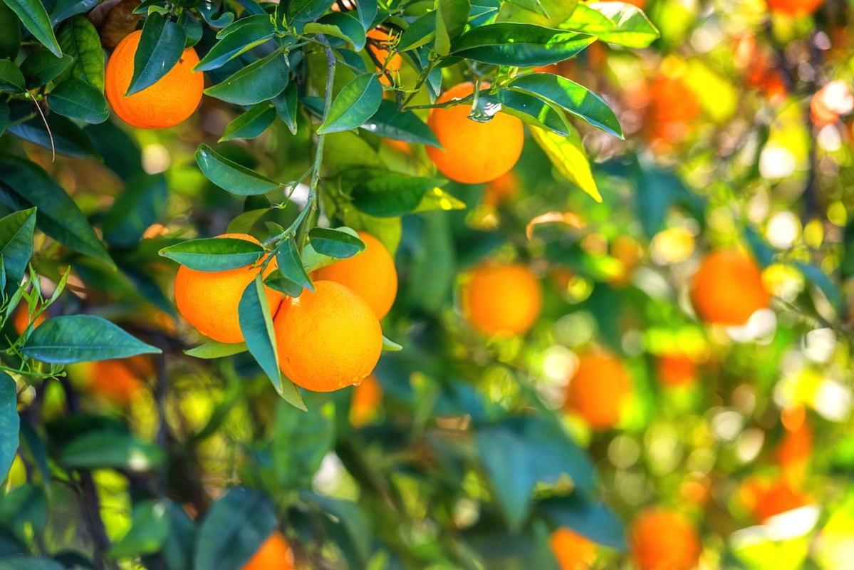 Le produzioni mondiali di arance: dove sta l'Italia? (Foto di archivio)