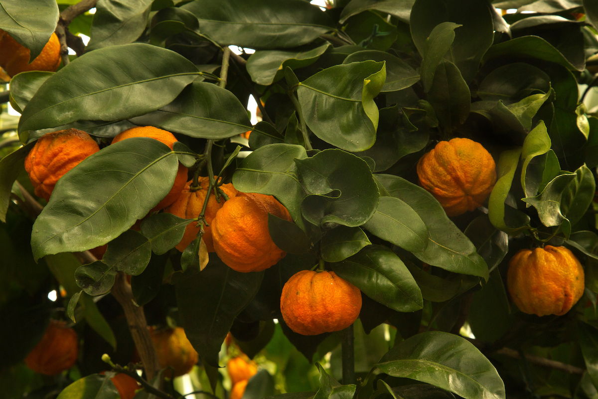 arancio-amaro-citrus-aurantium-by-elena-adobe-stock-1200x800.jpeg