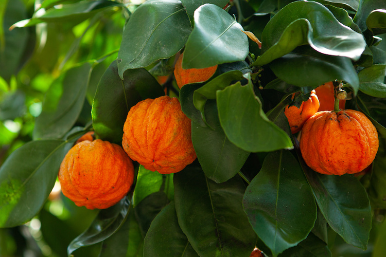 L'olio essenziale d'arancio amaro può essere utilizzato come insetticida e fungicida