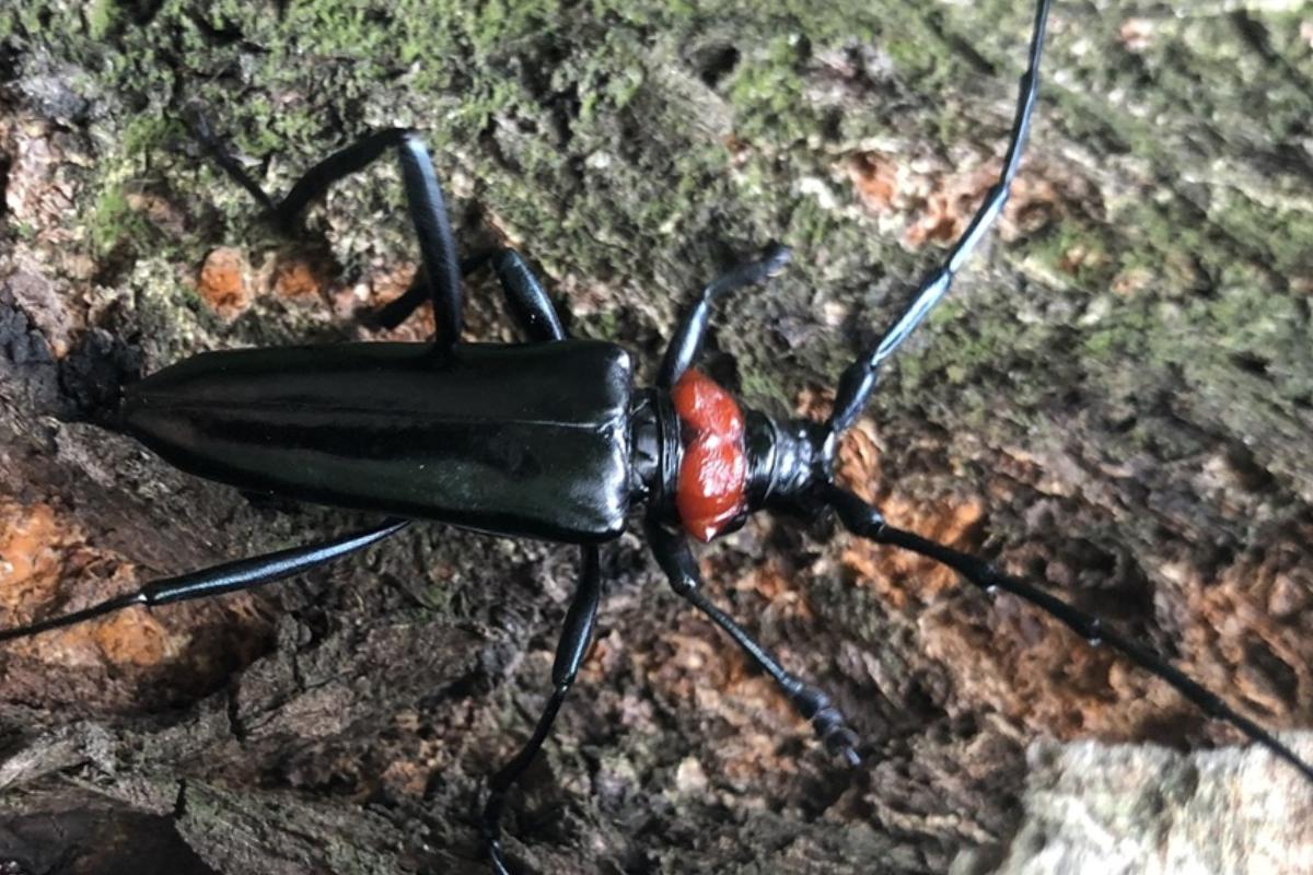 Un esemplare adulto di cerambicide dal collo rosso (Foto di archivio)