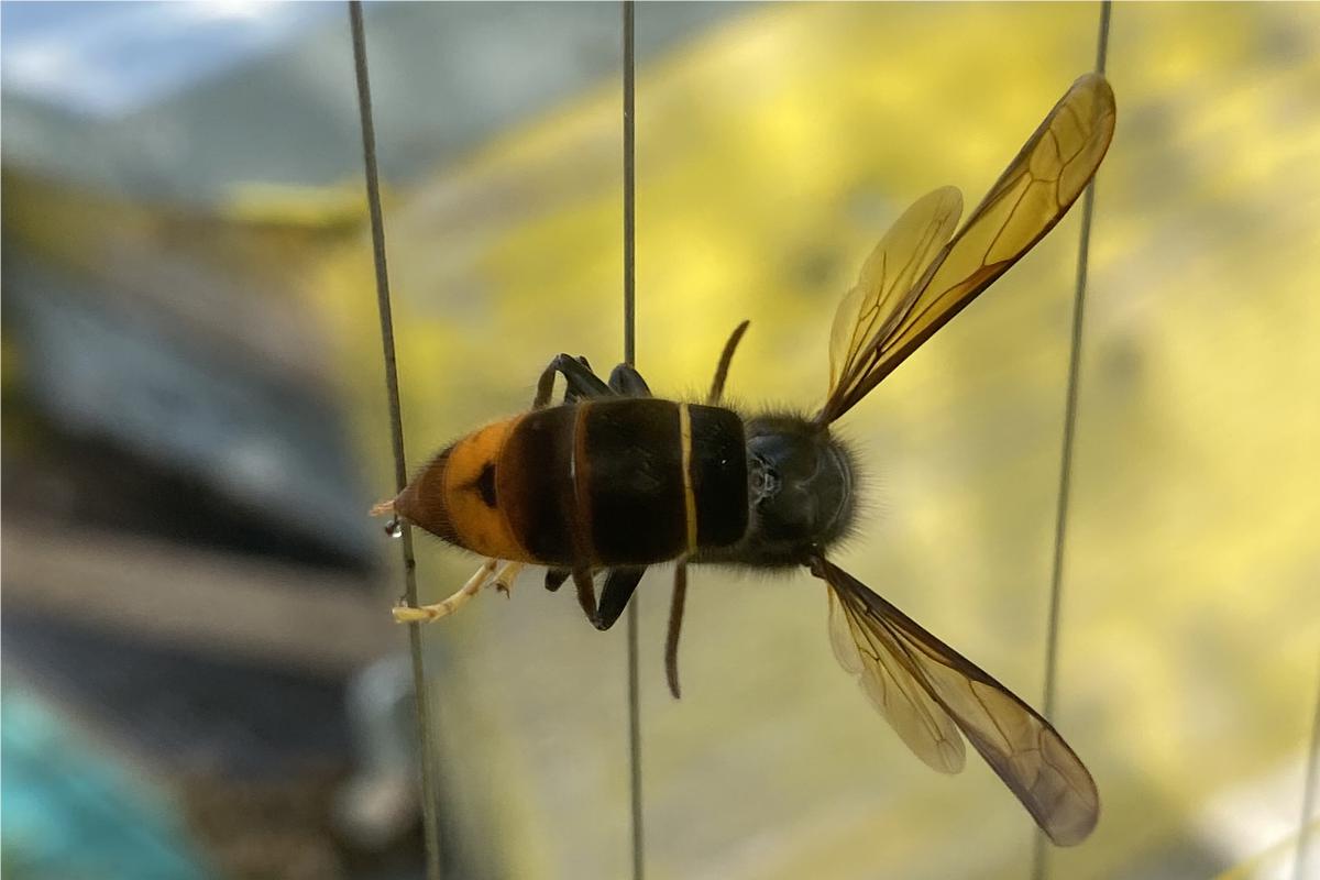 Un esemplare di Vespa velutina catturato dall'arpa