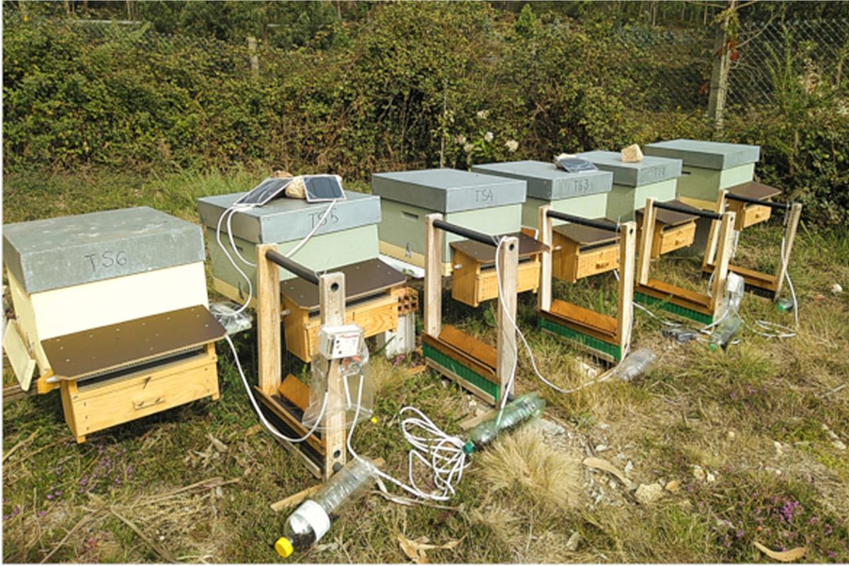 L'apiario sperimentale usato dall'Università di Vigo, in Spagna, per le prove delle arpe elettriche