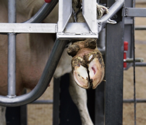Nella vacca da latte la maggior parte dei problemi podali si manifesta a livello di arti posteriori, in modo particolare nell'unghione esterno