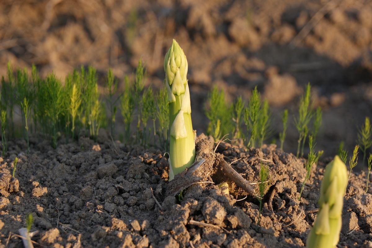 Il turione dell'asparago è l'obiettivo di numerosi programmi di miglioramento genetico