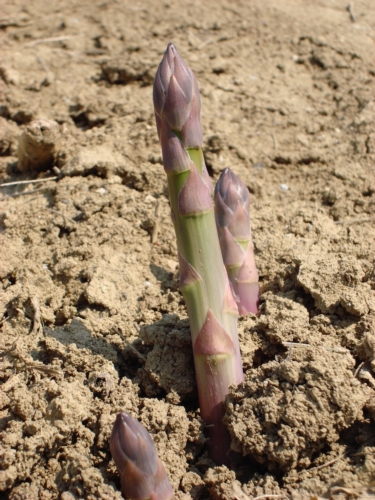 Nell'imminente primavera inizierà la vendita dell'asparago 