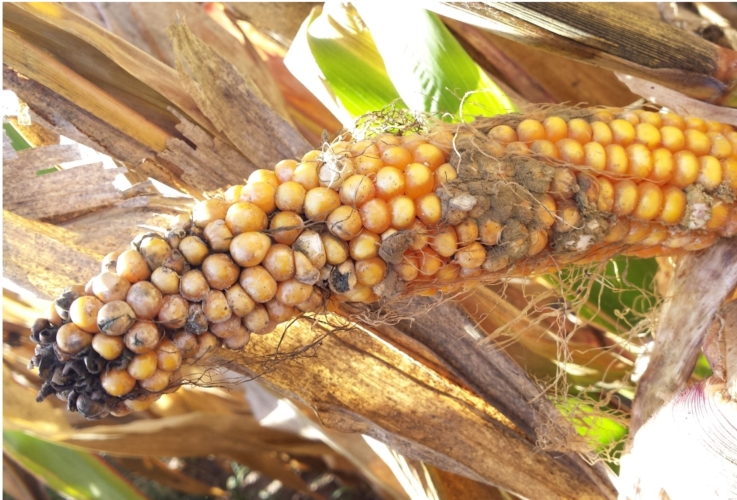 Una pannocchia di mais infestata da Aspergillus flavus, principale responsabile della contaminazione da aflatossine