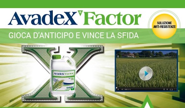 Avadex Factor è un erbicida a base di triallate, sostanza attiva, di proprietà Gowan