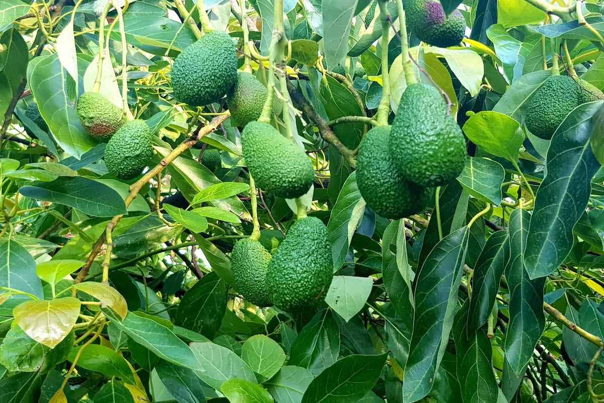 L'avocado ha bisogno di tecniche colturali idonee per produrre frutti di buona qualità