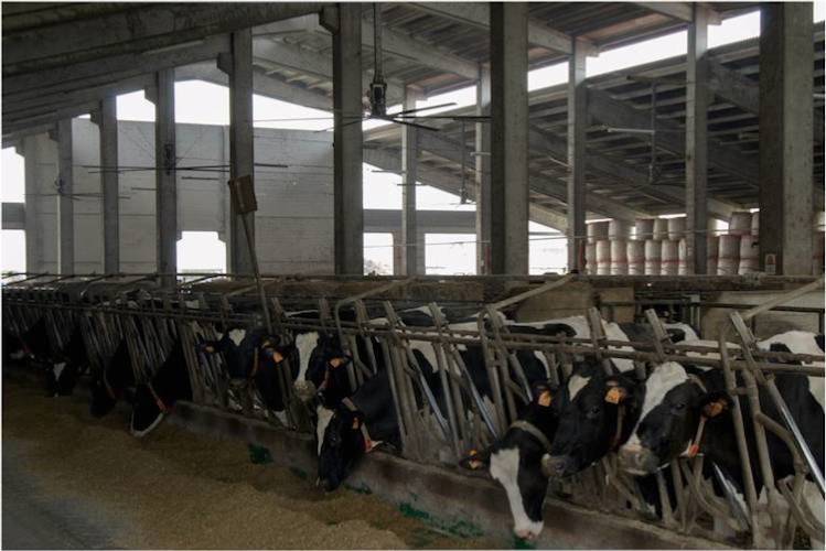 L’Azienda agricola Luppi di Bagnolo San Vito, in provincia di Mantova, conta circa 280 vacche in lattazione