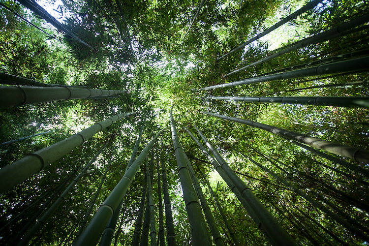 bambu-bambuseto-by-yesyesterday-adobe-stock-750x500.jpeg