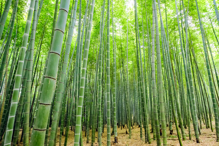 bambu-gigante-phyllostachys-edulis-by-tenjou-adobe-stock-750x500.jpeg