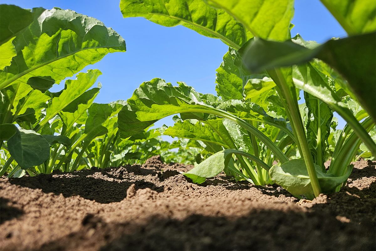 Barbabietola da zucchero di Kws in campo